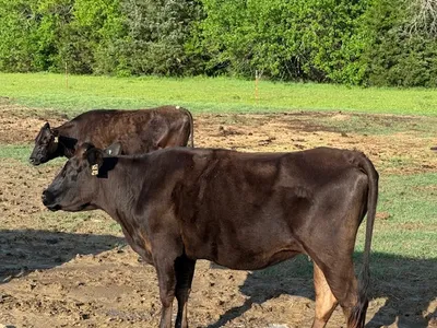 cattle listing photo