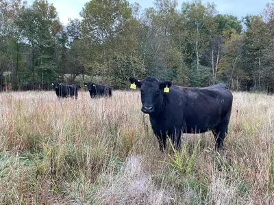 cattle listing photo