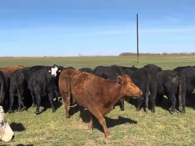 cattle listing photo