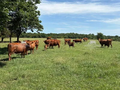 cattle listing photo
