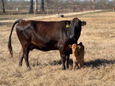 cattle listing photo