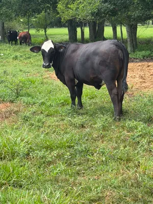 cattle listing photo