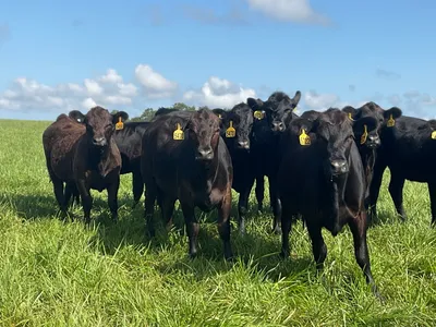 cattle listing photo