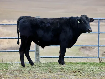 cattle listing photo