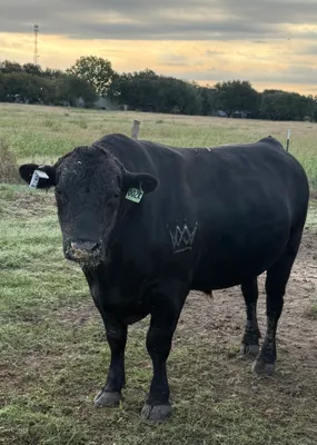 cattle listing photo