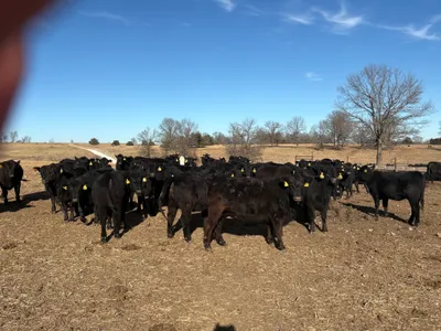 cattle listing photo