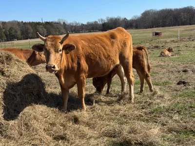 cattle listing photo