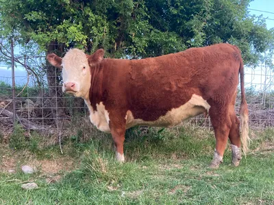 cattle listing photo