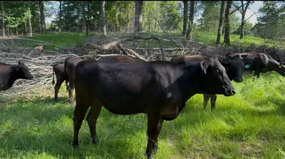 cattle listing photo