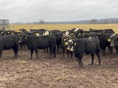 cattle listing photo