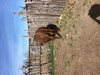 cattle listing photo