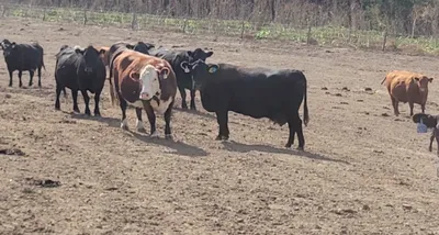 cattle listing photo