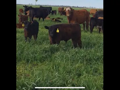 cattle listing photo