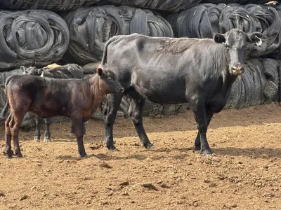 cattle listing photo