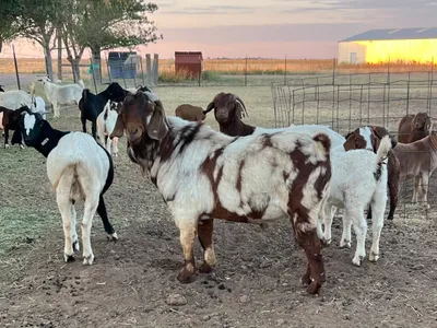 cattle listing photo