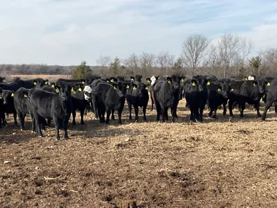 cattle listing photo