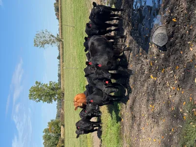 cattle listing photo