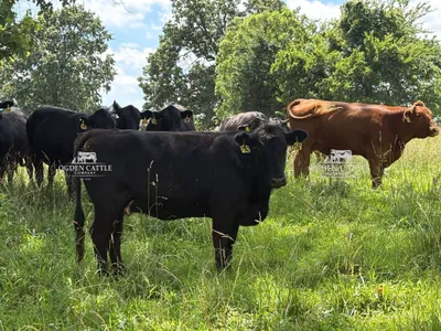 cattle listing photo