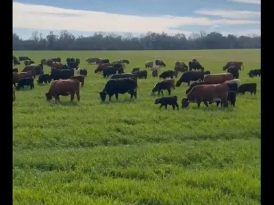 cattle listing photo