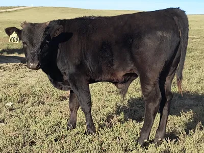cattle listing photo