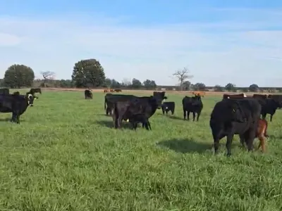 cattle listing photo