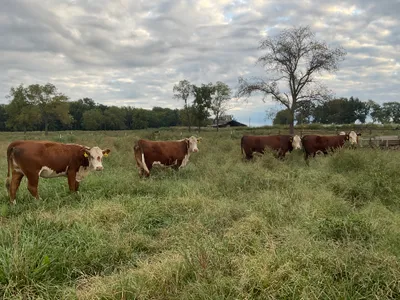 cattle listing photo