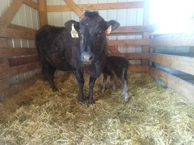 cattle listing photo
