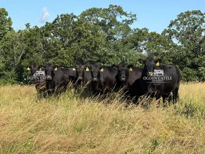 cattle listing photo
