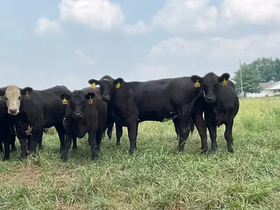 cattle listing photo