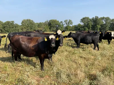 cattle listing photo