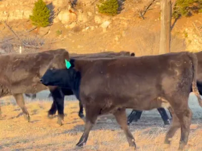 cattle listing photo