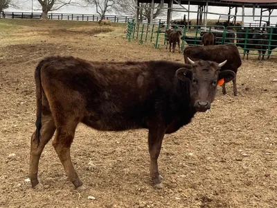cattle listing photo