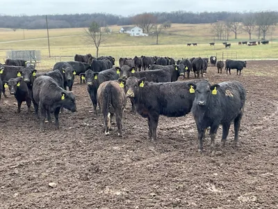 cattle listing photo