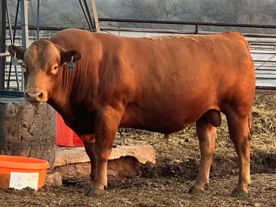 cattle listing photo