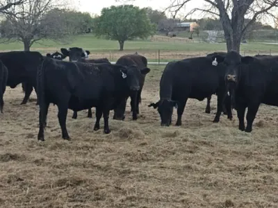 cattle listing photo