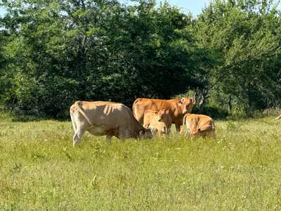 cattle listing photo
