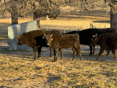 cattle listing photo