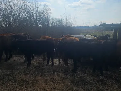 cattle listing photo