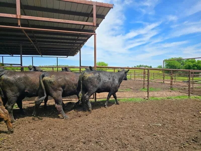 cattle listing photo
