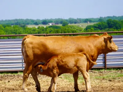 cattle listing photo