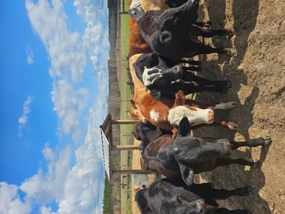 cattle listing photo