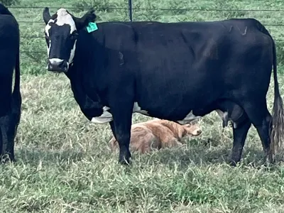 cattle listing photo