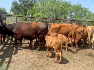 cattle listing photo