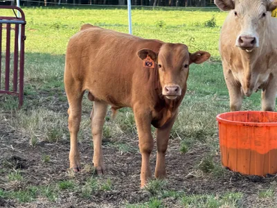 cattle listing photo