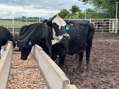 cattle listing photo