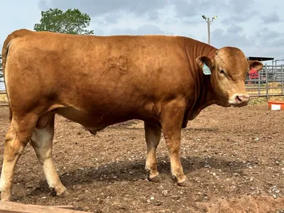 cattle listing photo