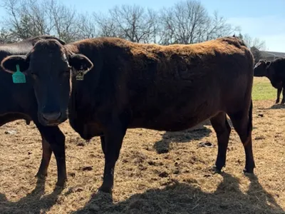 cattle listing photo