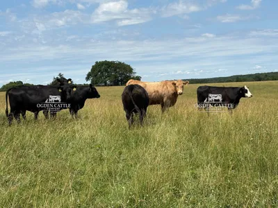 cattle listing photo