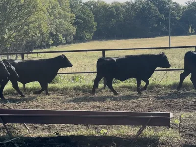 cattle listing photo