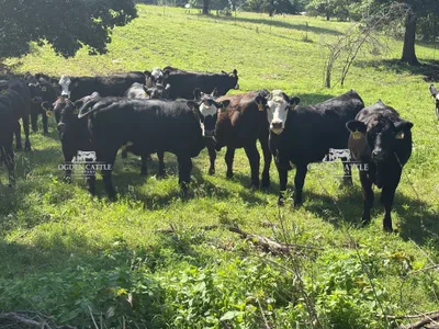 cattle listing photo